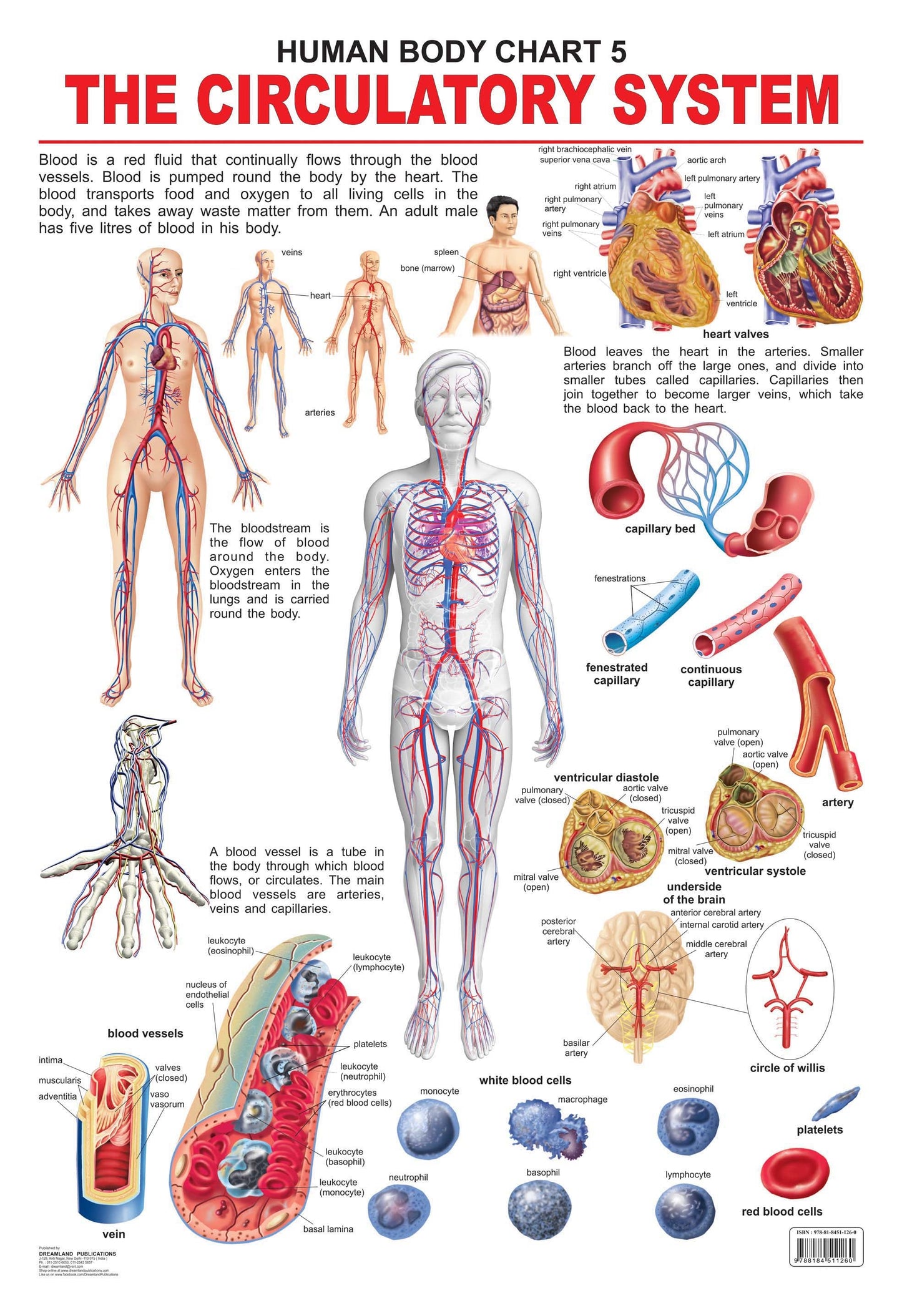 Dreamland Publications Educational Chart for Kids - The Circulatory System