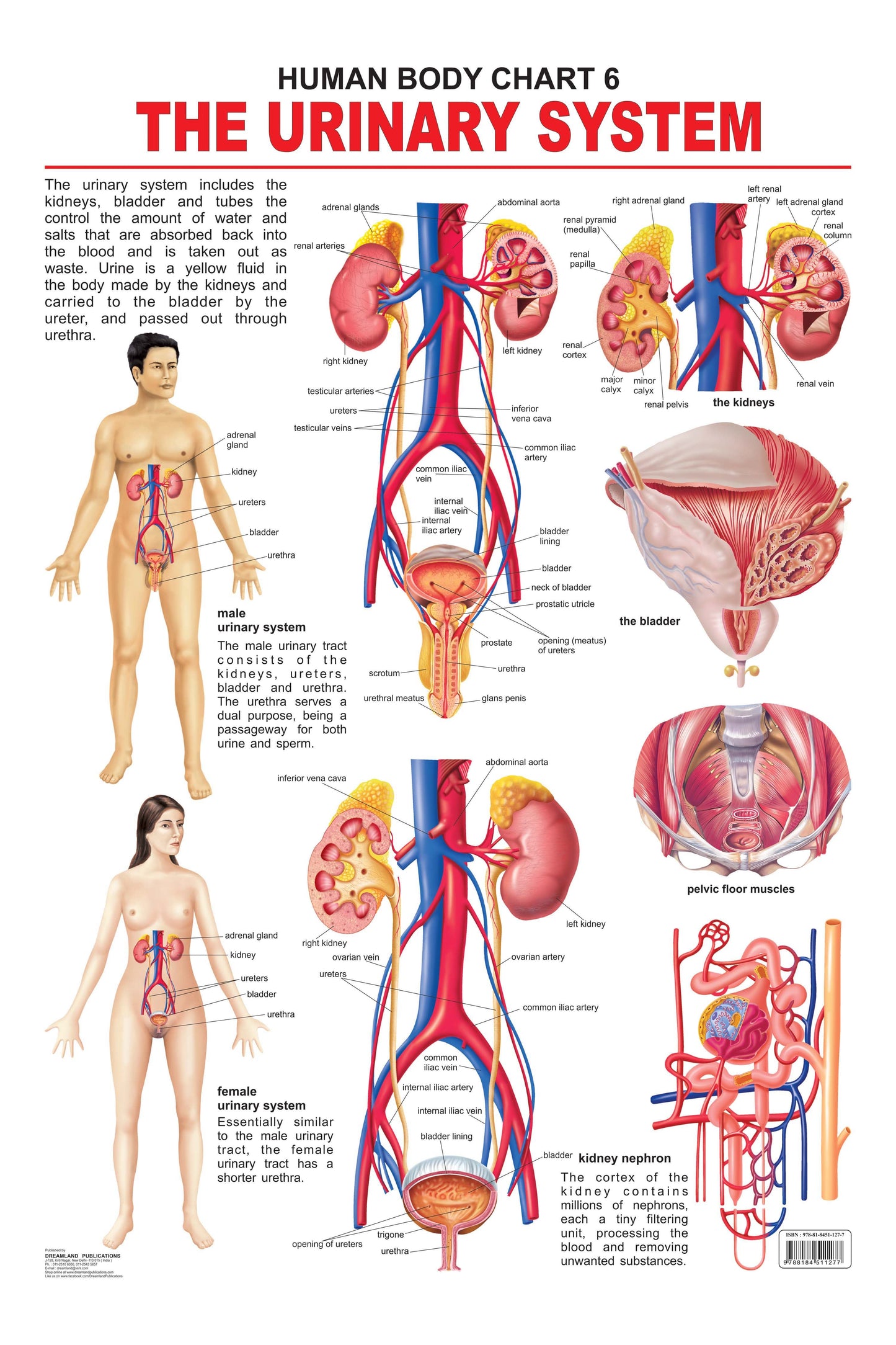 Dreamland Publications Educational Chart for Kids - The Urinary System