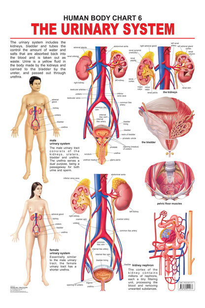 Dreamland Publications Educational Chart for Kids - The Urinary System