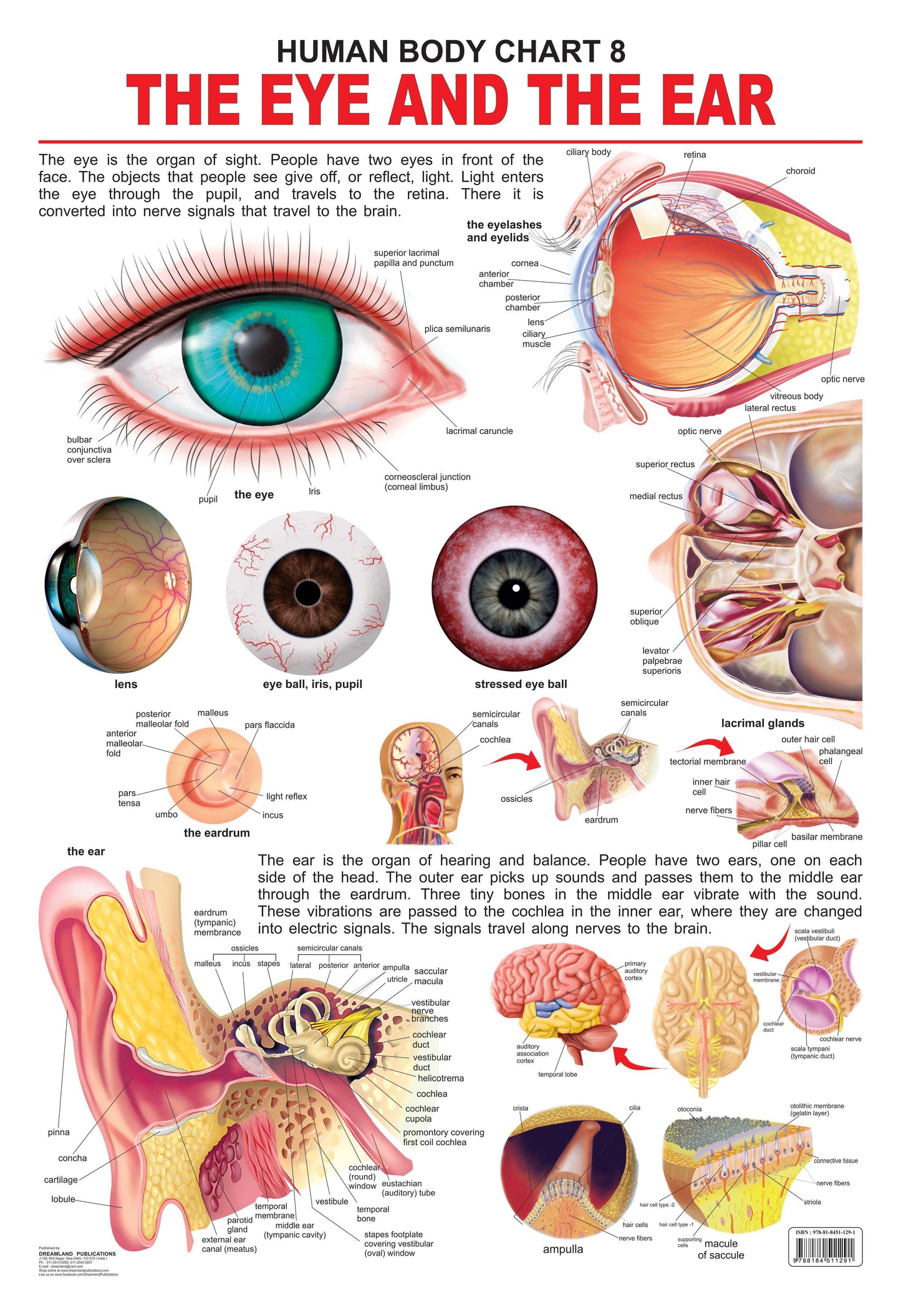 Dreamland Publications The Eye & the Ear : Children Reference Educational Laminated Chart