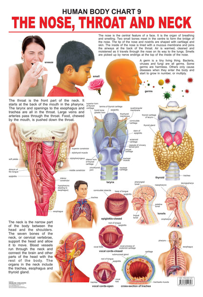 Dreamland Publications Educational Chart for Kids - The Nose, Throat & Neck