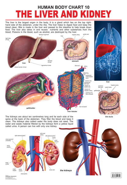 Dreamland Publications Educational Chart for Kids - The Liver & Kidney