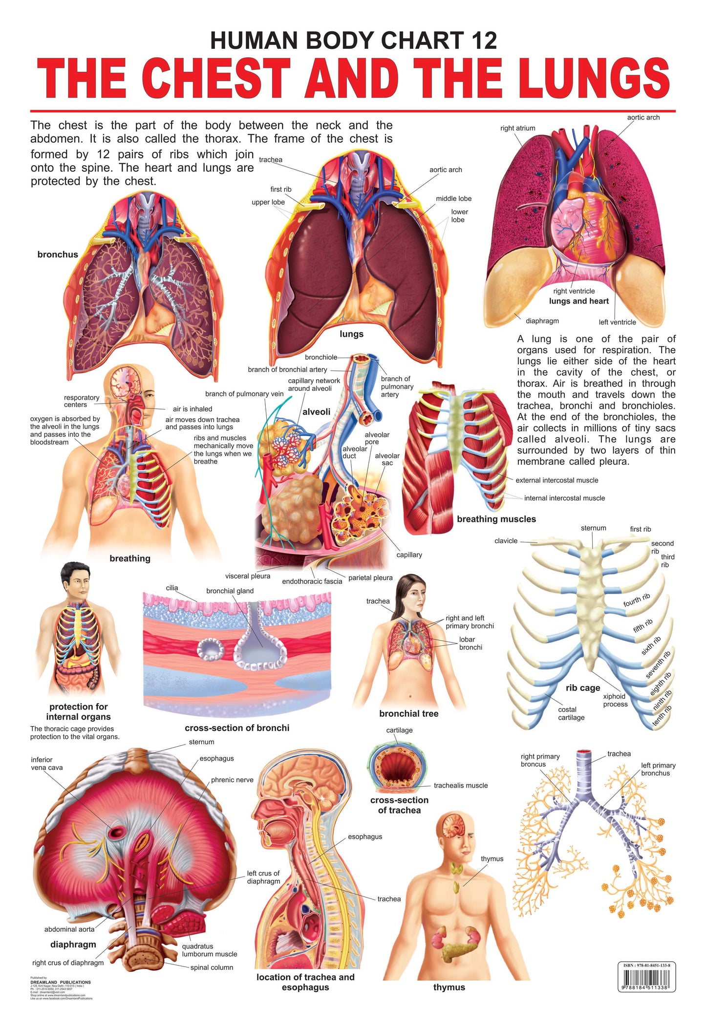 Dreamland Publications The Chest & the Lungs : Children Reference Educational Laminated Chart