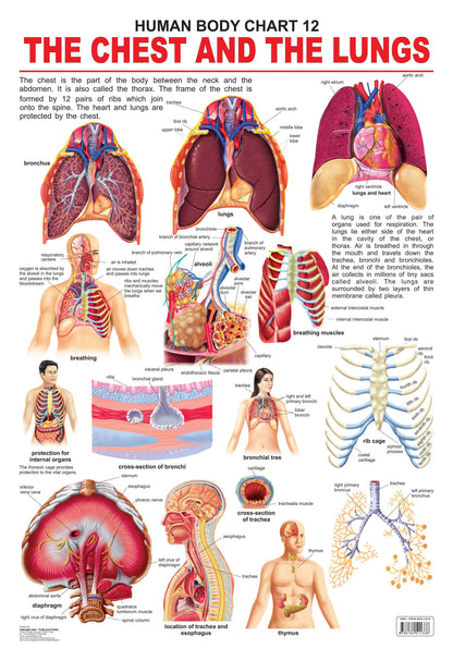 Dreamland Publications The Chest & the Lungs : Children Reference Educational Laminated Chart