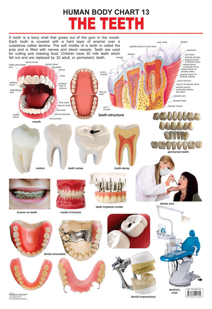 Dreamland Publications Educational Chart for Kids - The Teeth