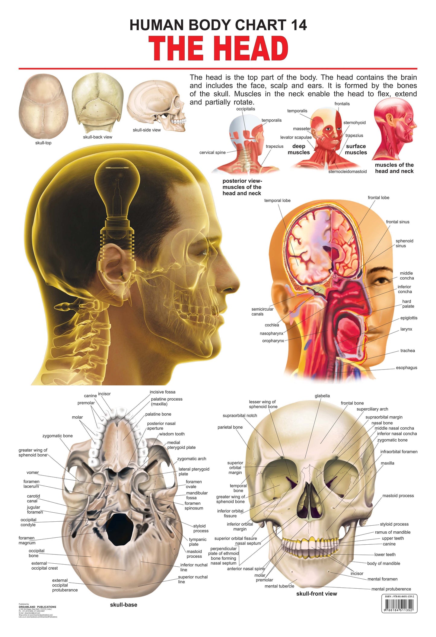 Dreamland Publications Educational Chart for Kids - The Head