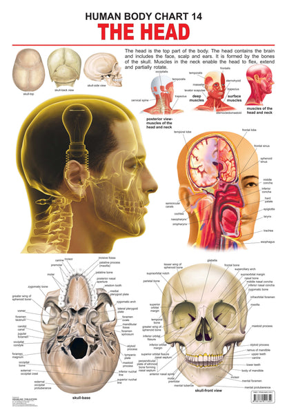 Dreamland Publications Educational Chart for Kids - The Head