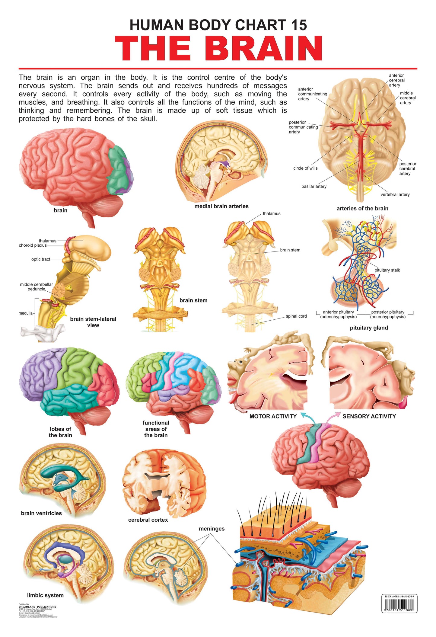 Dreamland Publications Educational Chart for Kids - The Brain