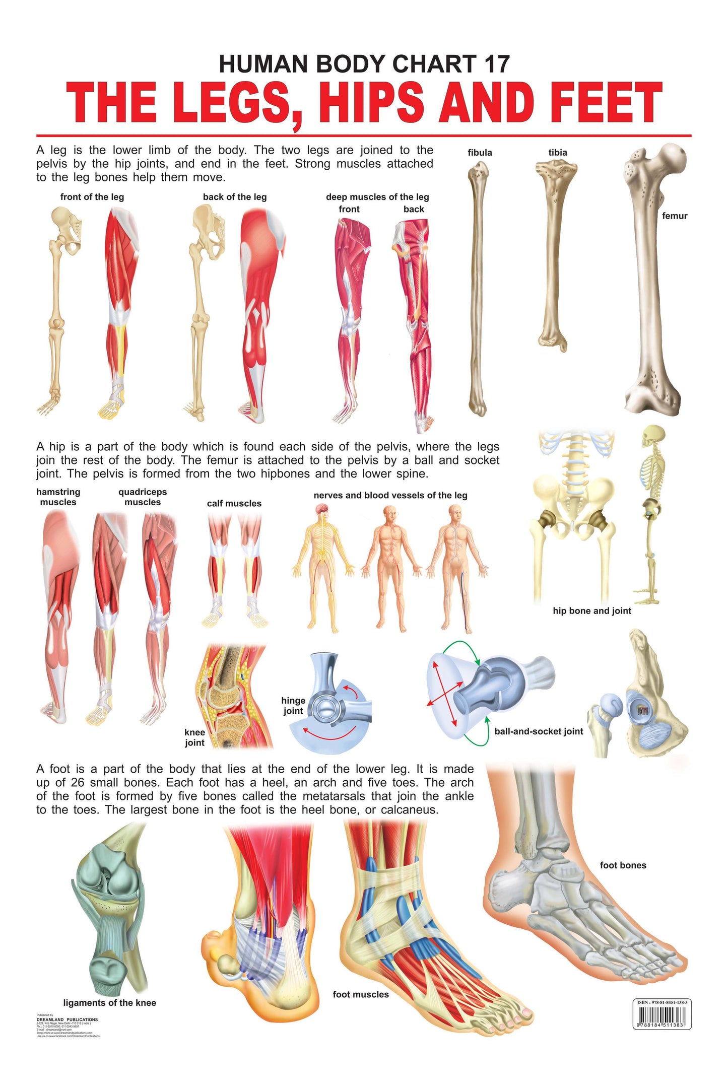 Dreamland Publications The Hips, Legs & Feet : Children Reference Educational Laminated Chart