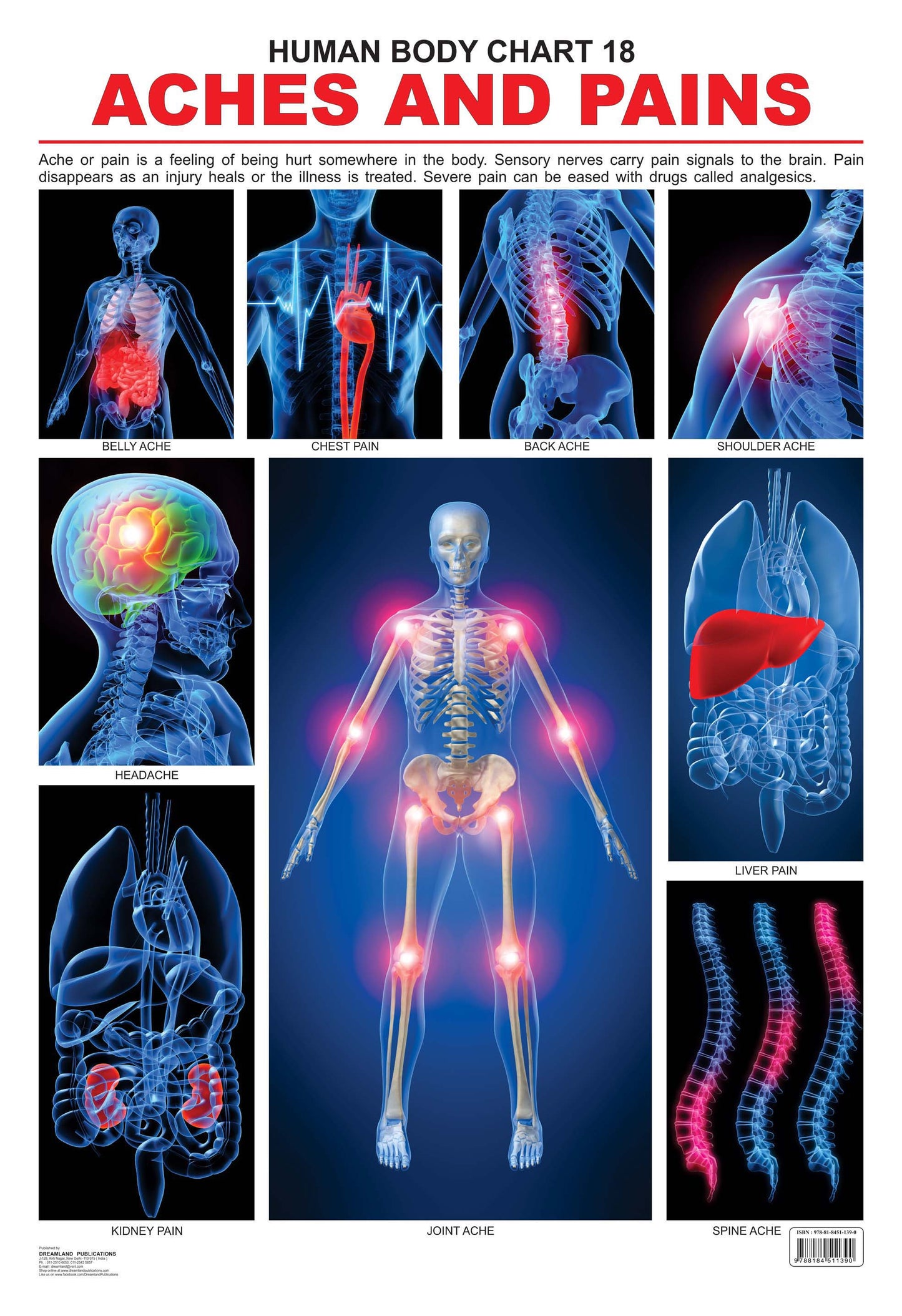 Dreamland Publications Educational Chart for Kids - The Pains
