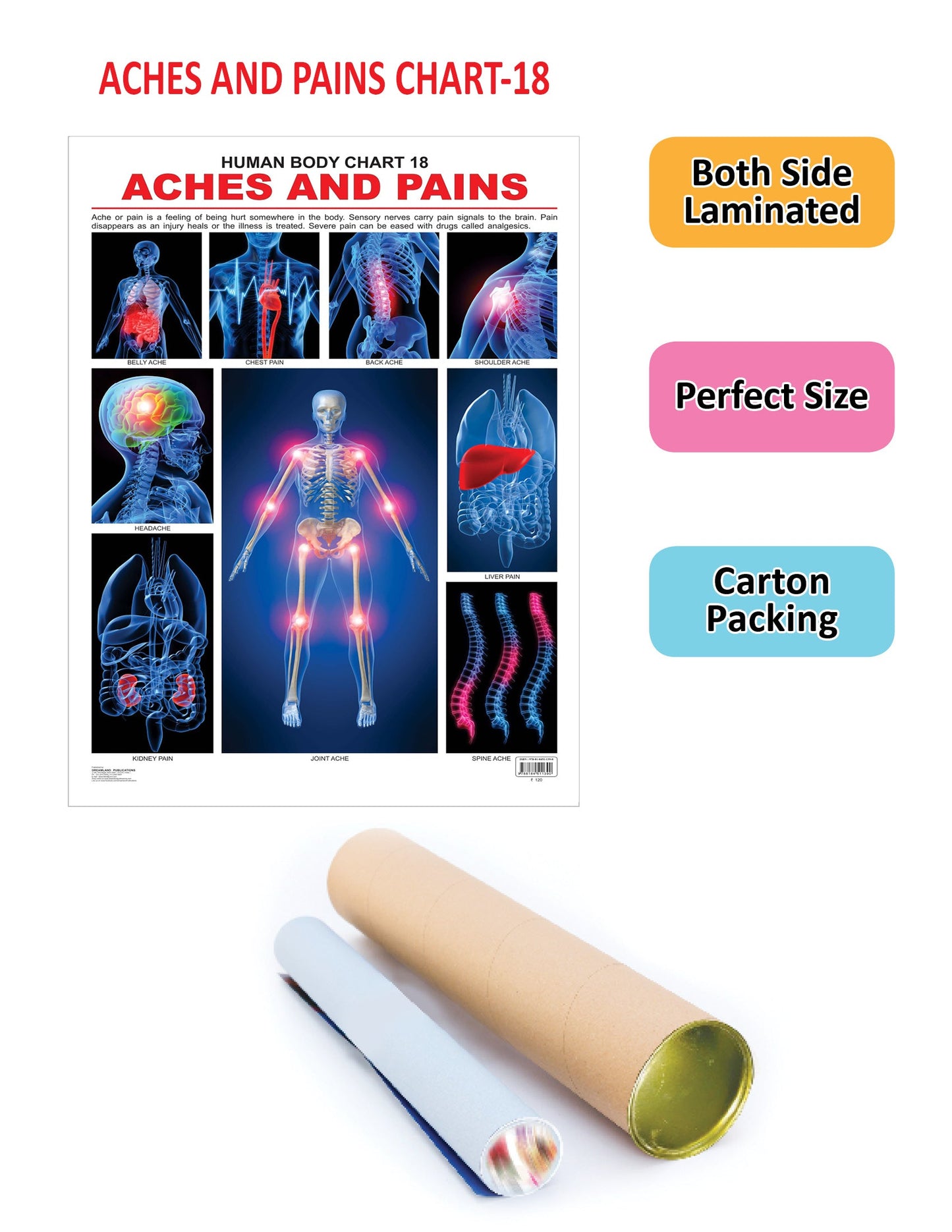Dreamland Publications Educational Chart for Kids - The Pains