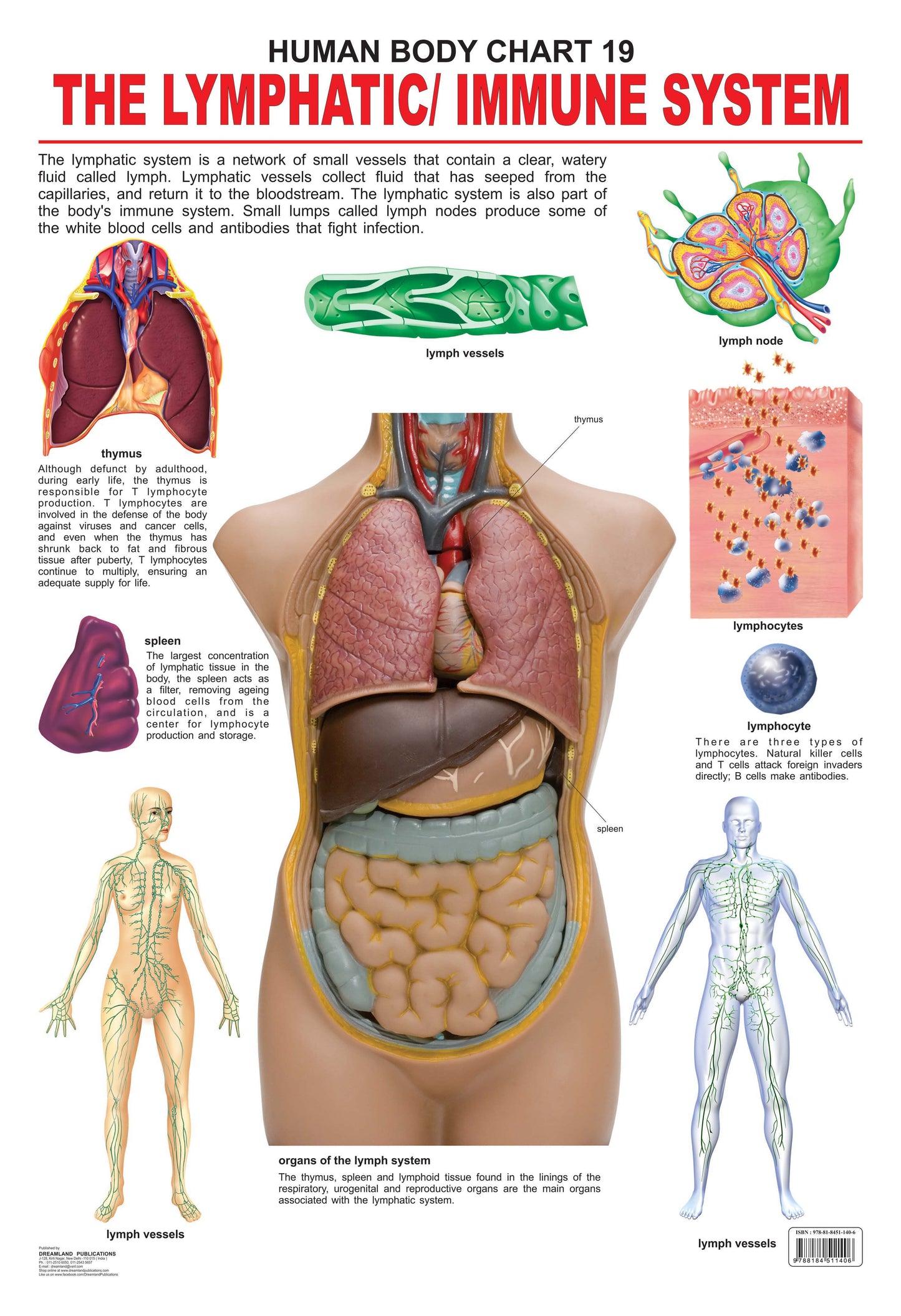 Dreamland Publications Educational Chart for Kids - The Lymphatic/Immune System