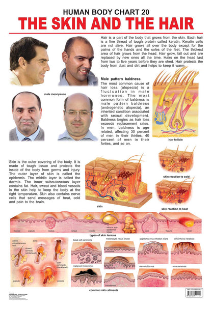 Dreamland Publications The Hair & the Skin : Children Reference Educational Laminated Chart