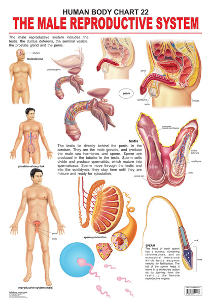 Dreamland Publications Educational Chart for Kids - The Male Reproductive System