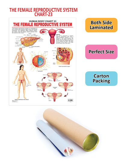 Dreamland Publications Educational Chart for Kids - The Female Reproductive System