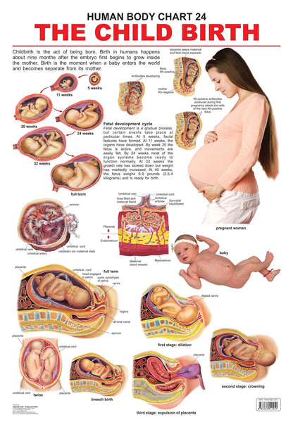Dreamland Publications Educational Chart for Kids - The Child Birth