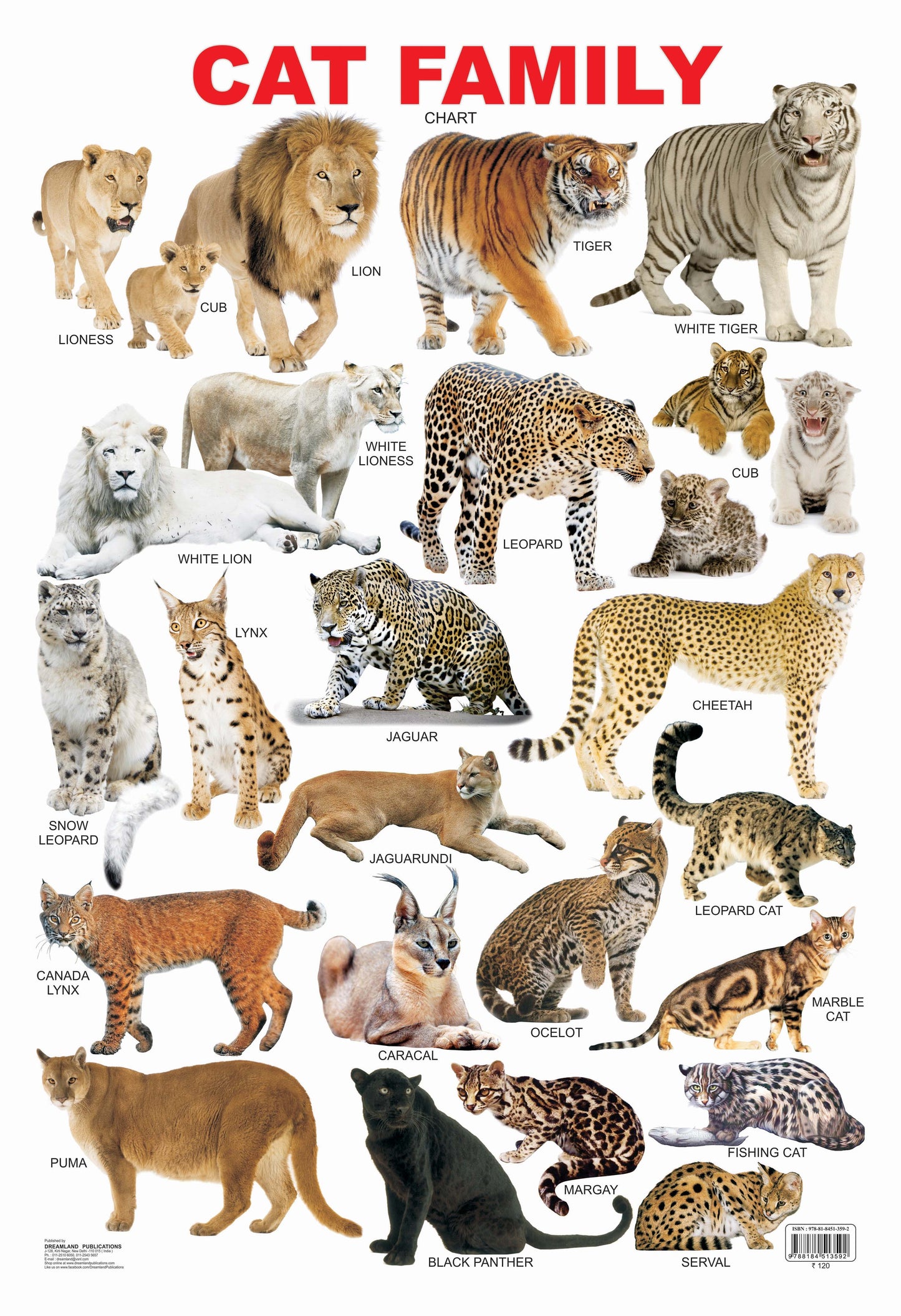 Dreamland Publications Educational Chart for Kids - Cat Family Chart