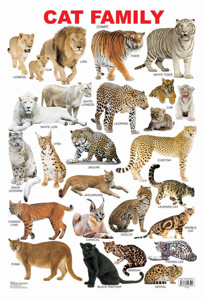 Dreamland Publications Educational Chart for Kids - Cat Family Chart