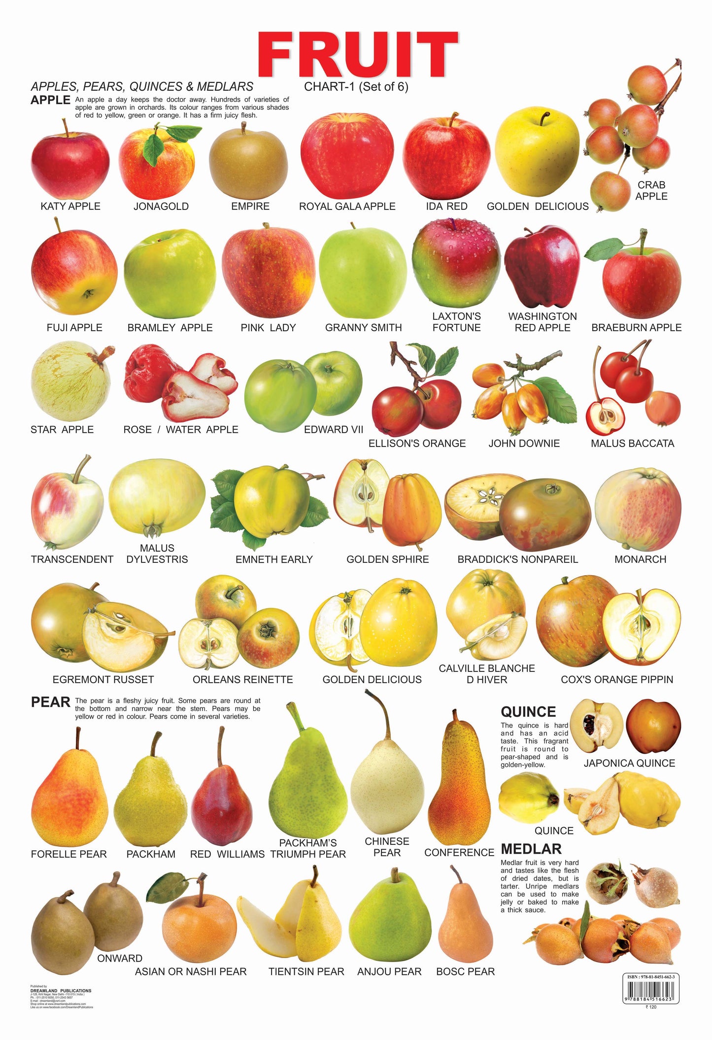 Dreamland Publications Educational Chart for Kids - Fruit Chart - 1