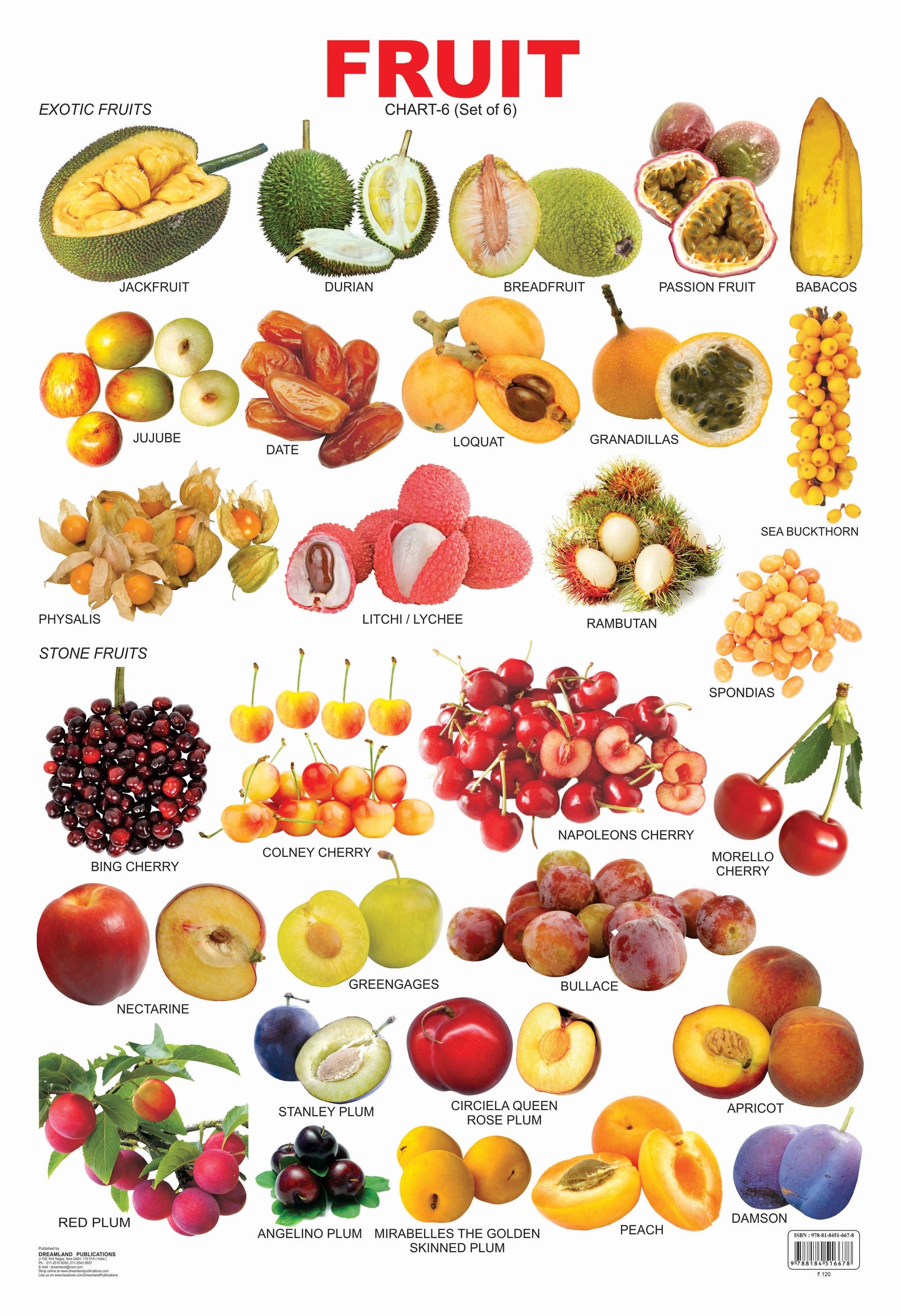 Dreamland Publications Educational Chart for Kids - Fruit Chart - 6