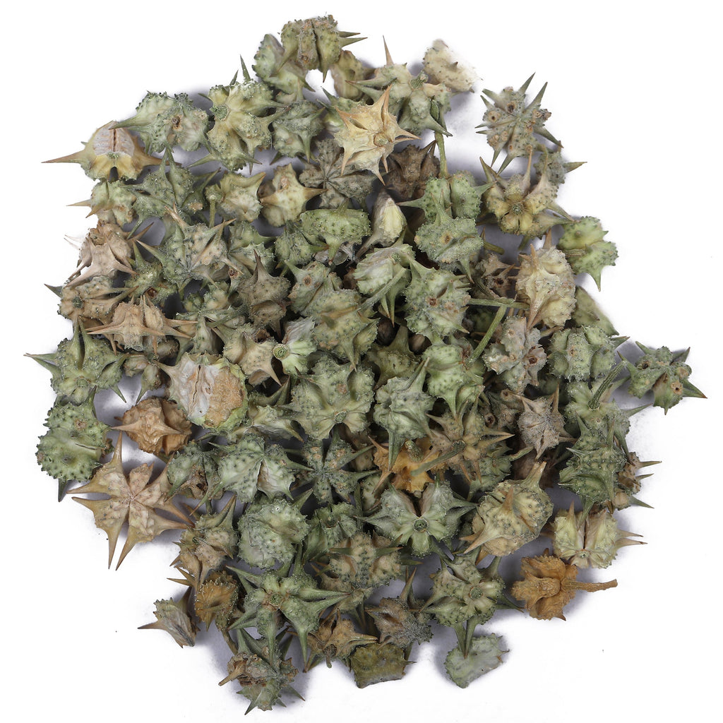 Yuvika Gokhru Chota - Gokhroo Chota - Tribulus Terrestris Seeds - Small Caltrops