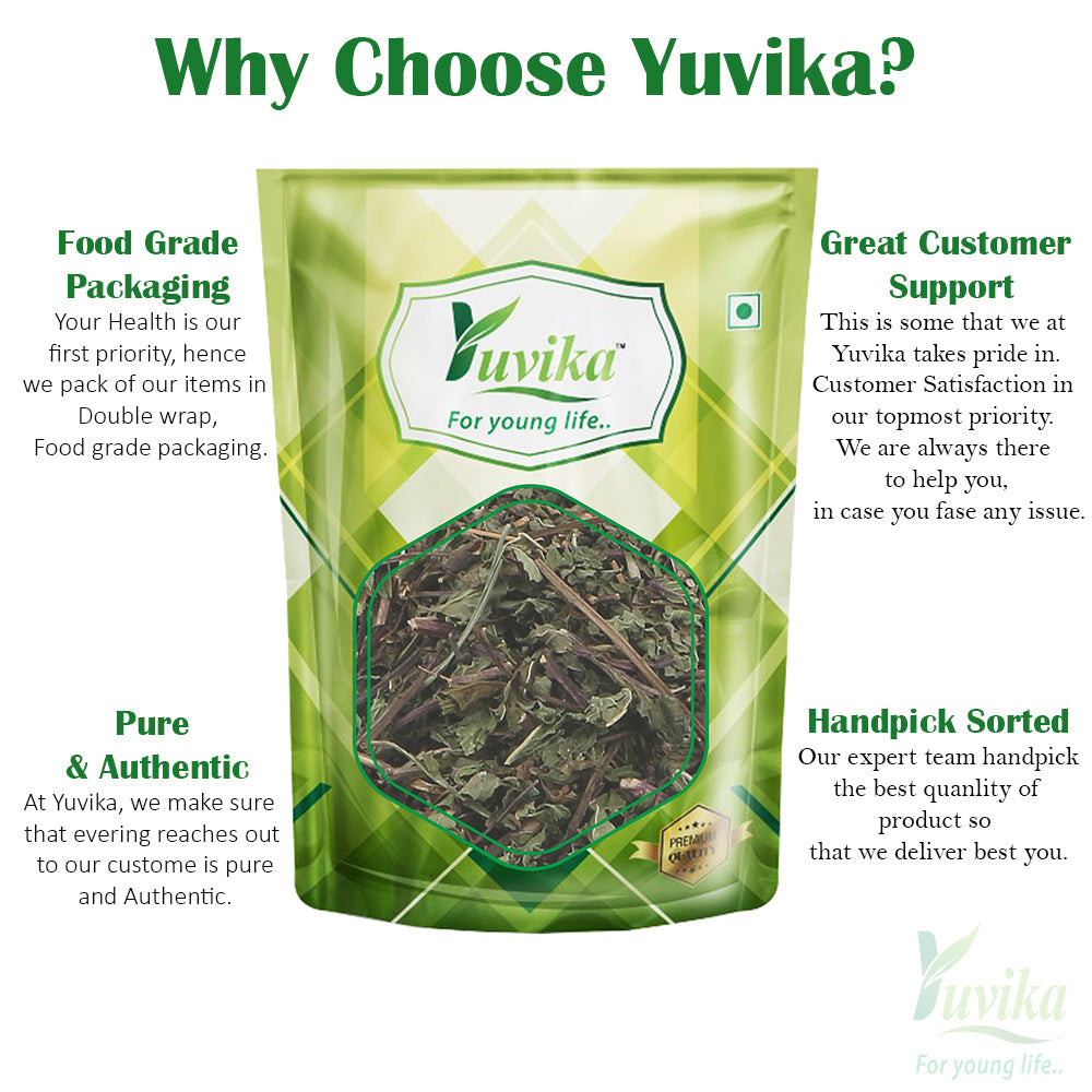 Yuvika Podina Patta - Pudina - Mentha Arvensis Linn - Mint Leaves
