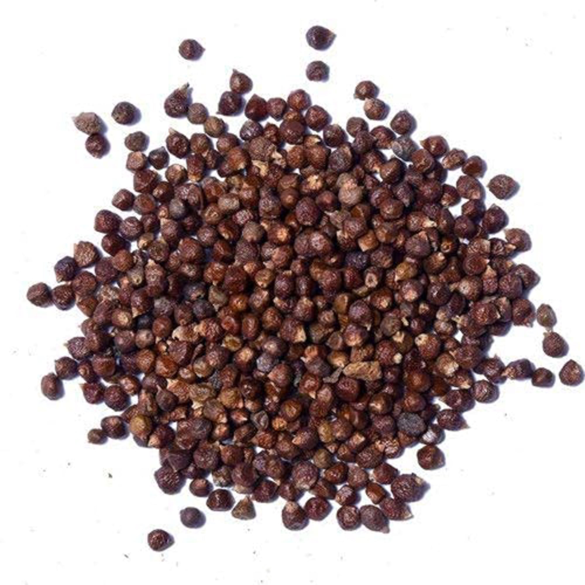 Yuvika Tomar Seeds - Nepali Dhania - Tomar Beej -  Beej Tomru - 50 gms