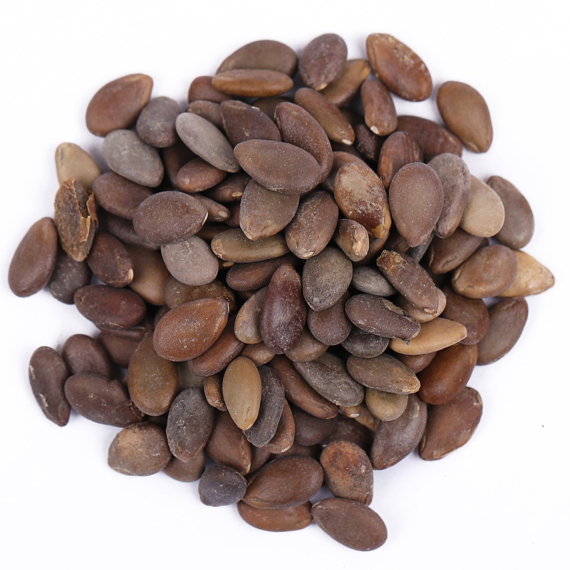 Yuvika Beej Indrain - Beej Indrayan - Citrullus colocythis - Indrayan Seeds
