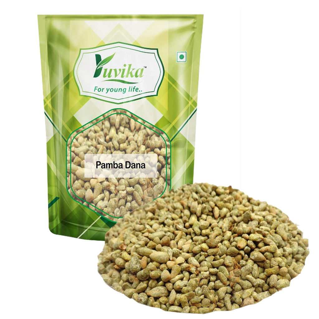 Yuvika Pamba Dana - Binola Giri - Gossypium herbaceum - Cotton Seeds