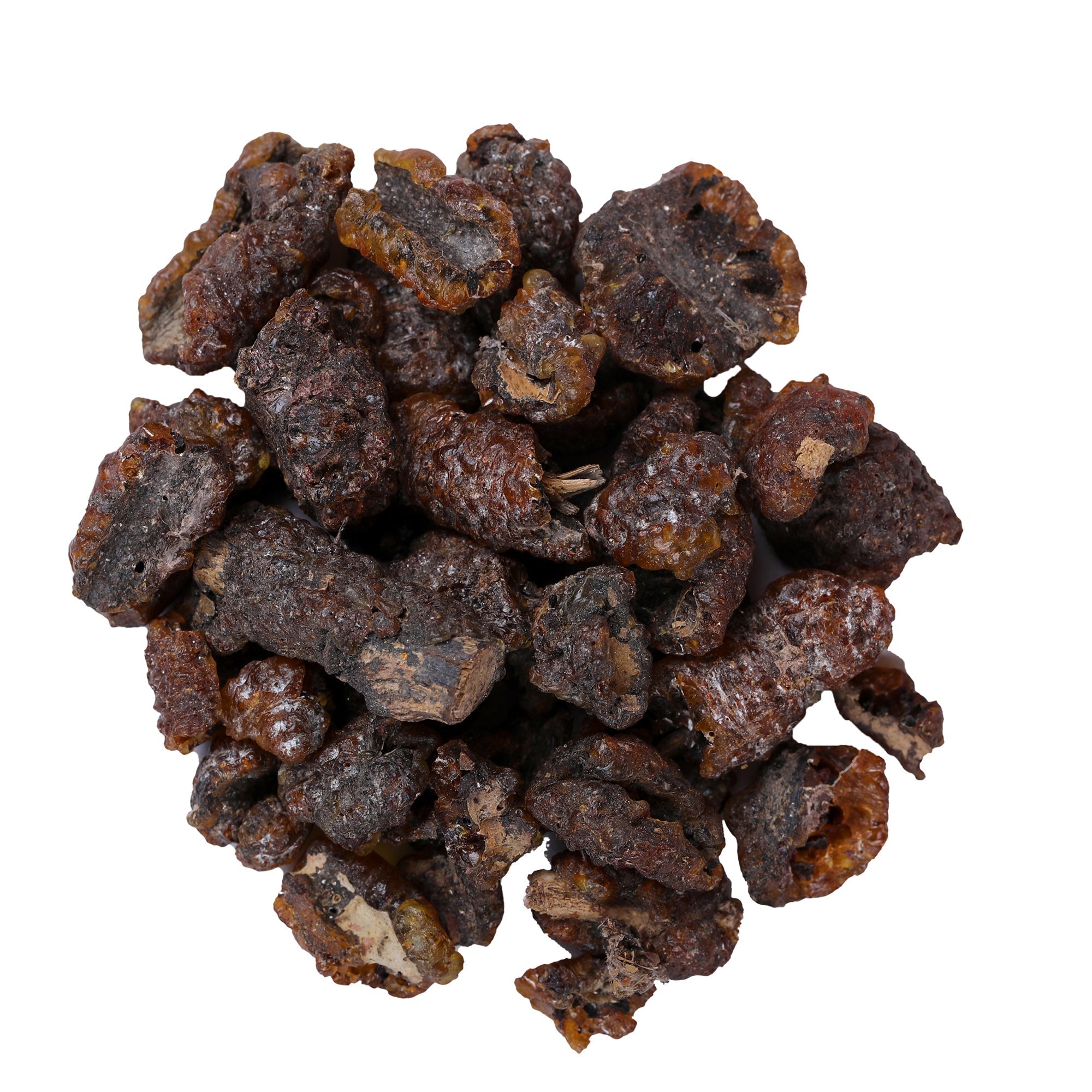 Yuvika Lakh Pipal - Ficus Religiosa - Shellac Lac - Holy Fig Tree