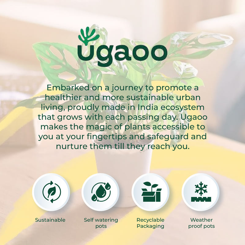 Square Ceramic Pot | Ugaoo | Multiple Colors