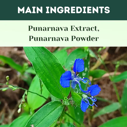 Herbal Hills Ayurveda Punarnavahills Capsules