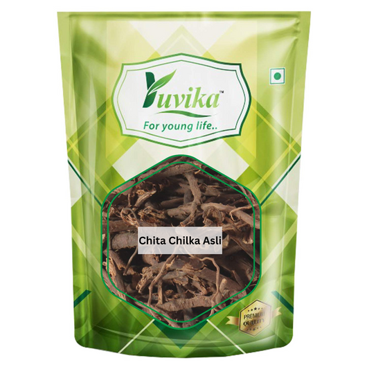 Yuvika Chita Chilka Asli Chitrak Chilka Asli Plumbago Indica Plumbago Zeylanica