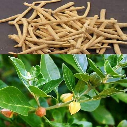 Village Organica Ashwagandha Powder