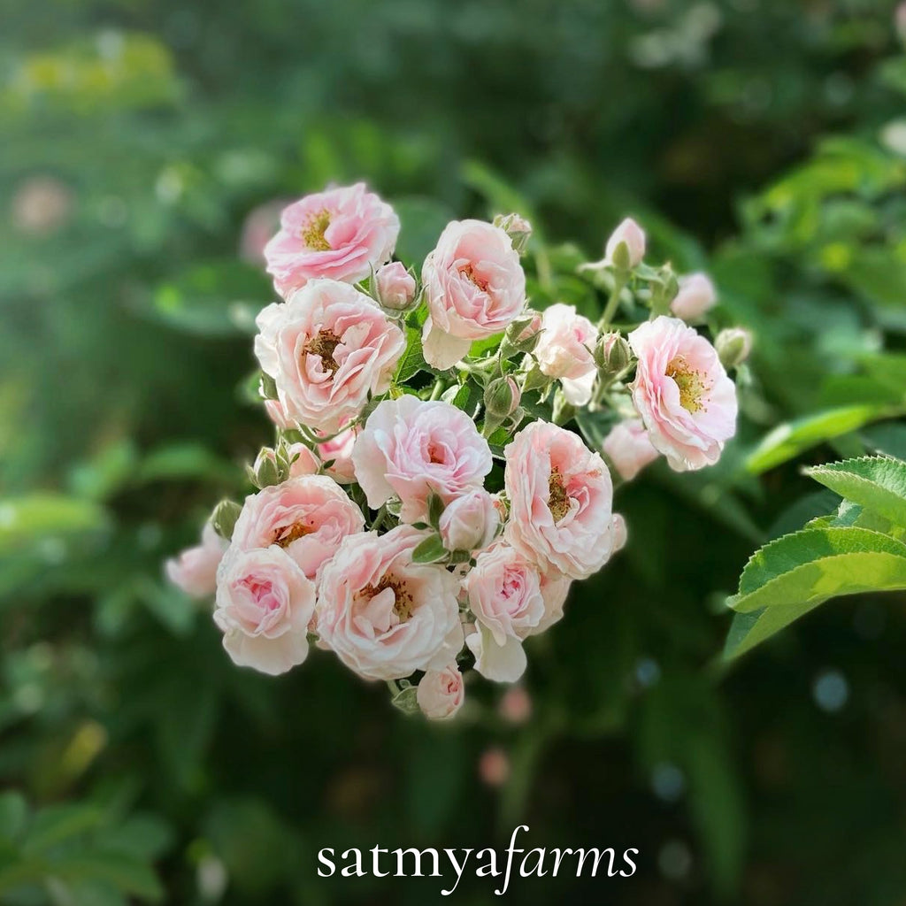 Satmya Gulkand