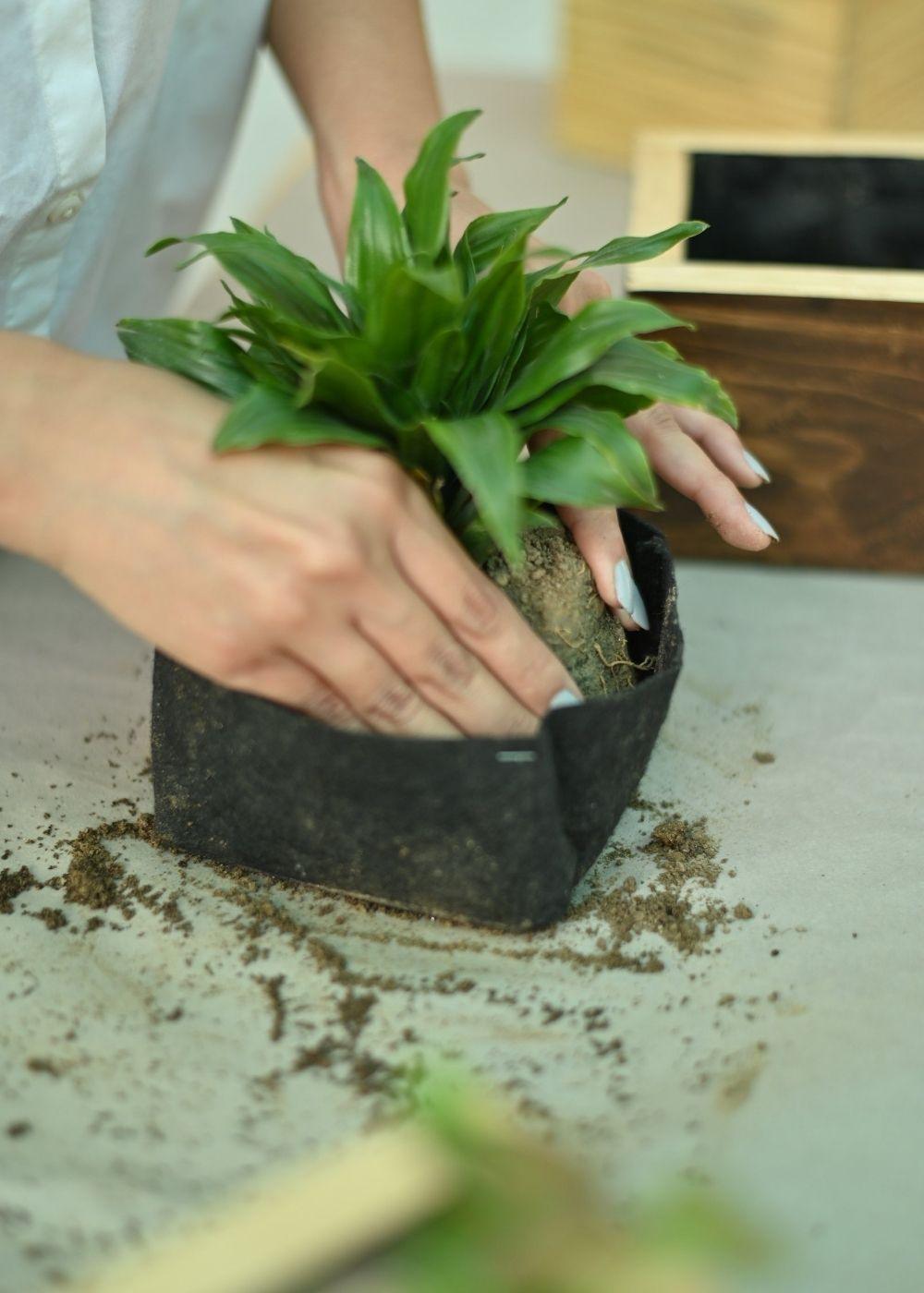 Cube Planter in Pine Wood | 4"