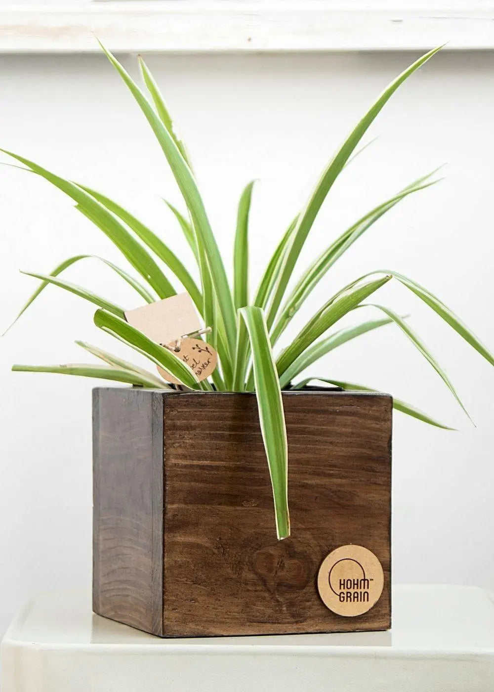 Cube Planter in Pine Wood | 6"