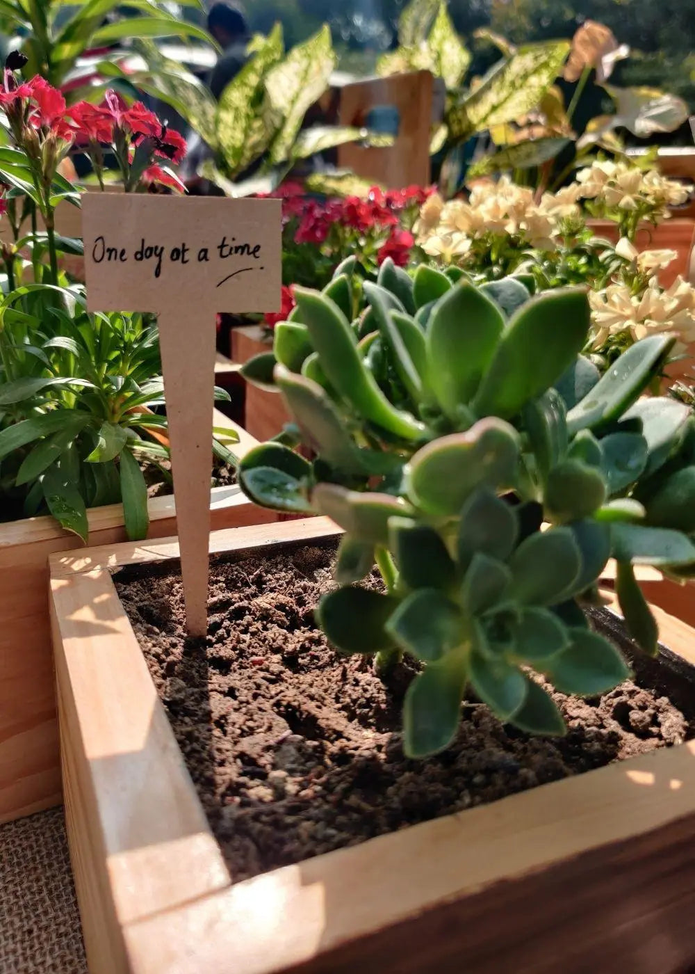 Cube Planter in Pine Wood | 8"