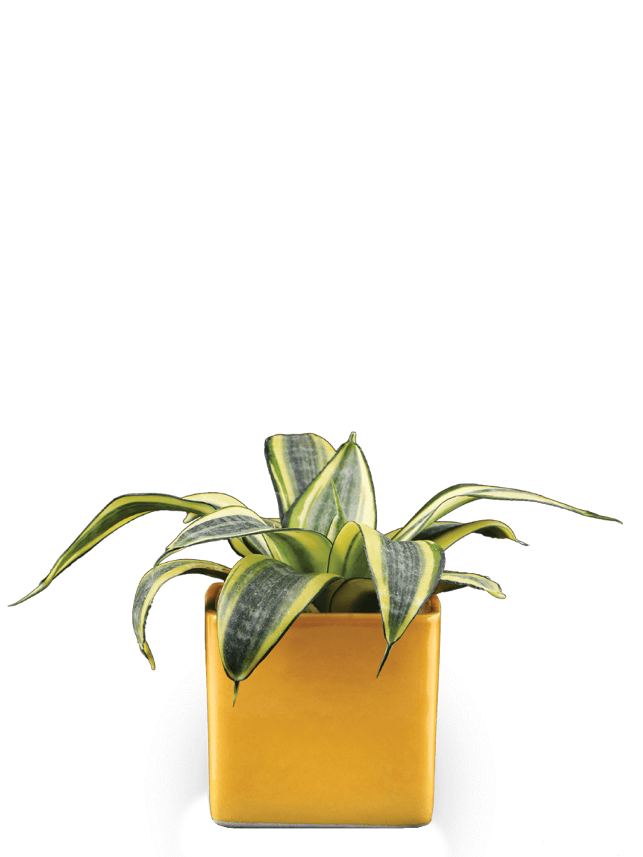 Square Ceramic Pot | Ugaoo | Multiple Colors