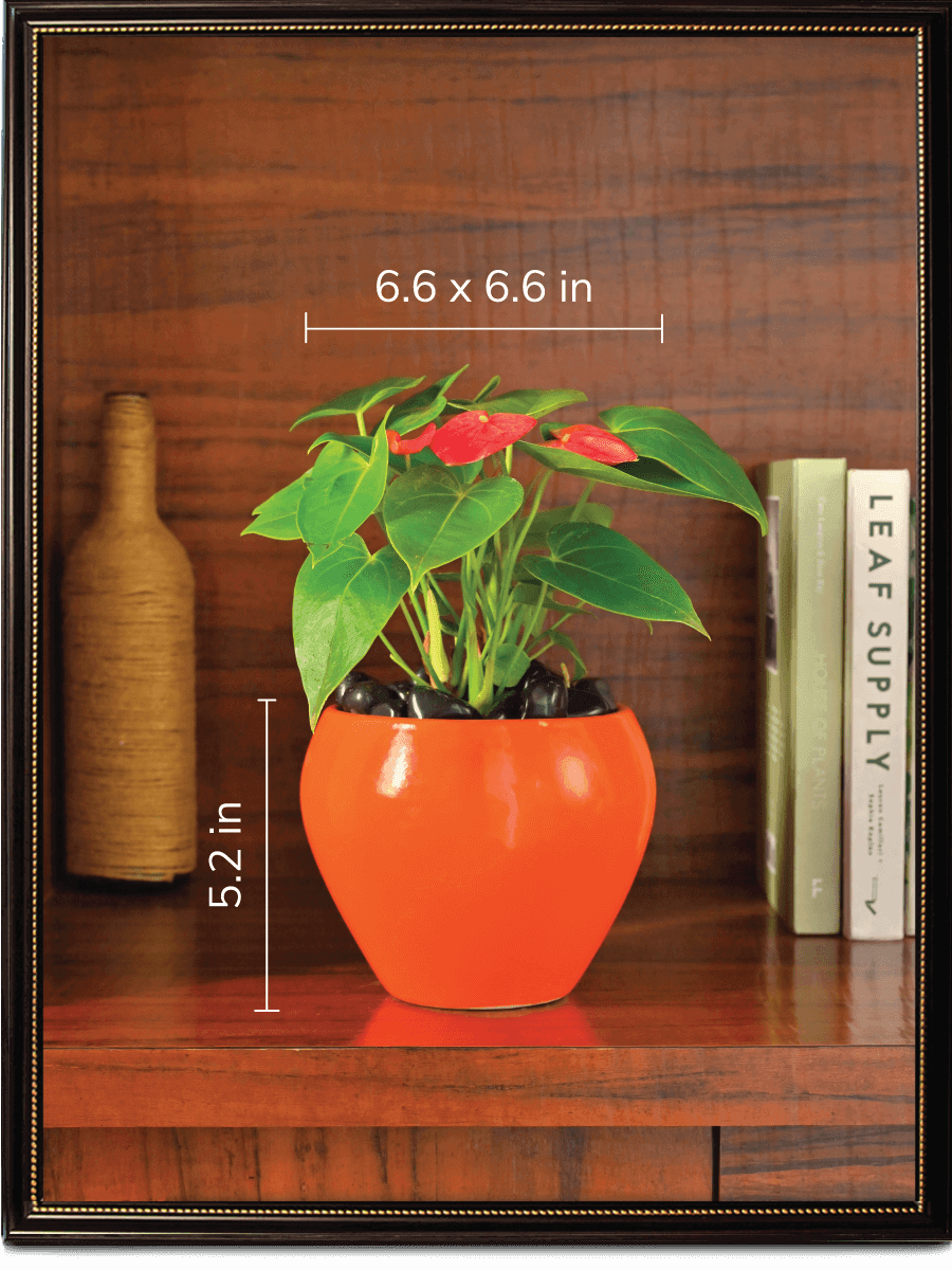 Apple Ceramic Pot | Mutiple Colors
