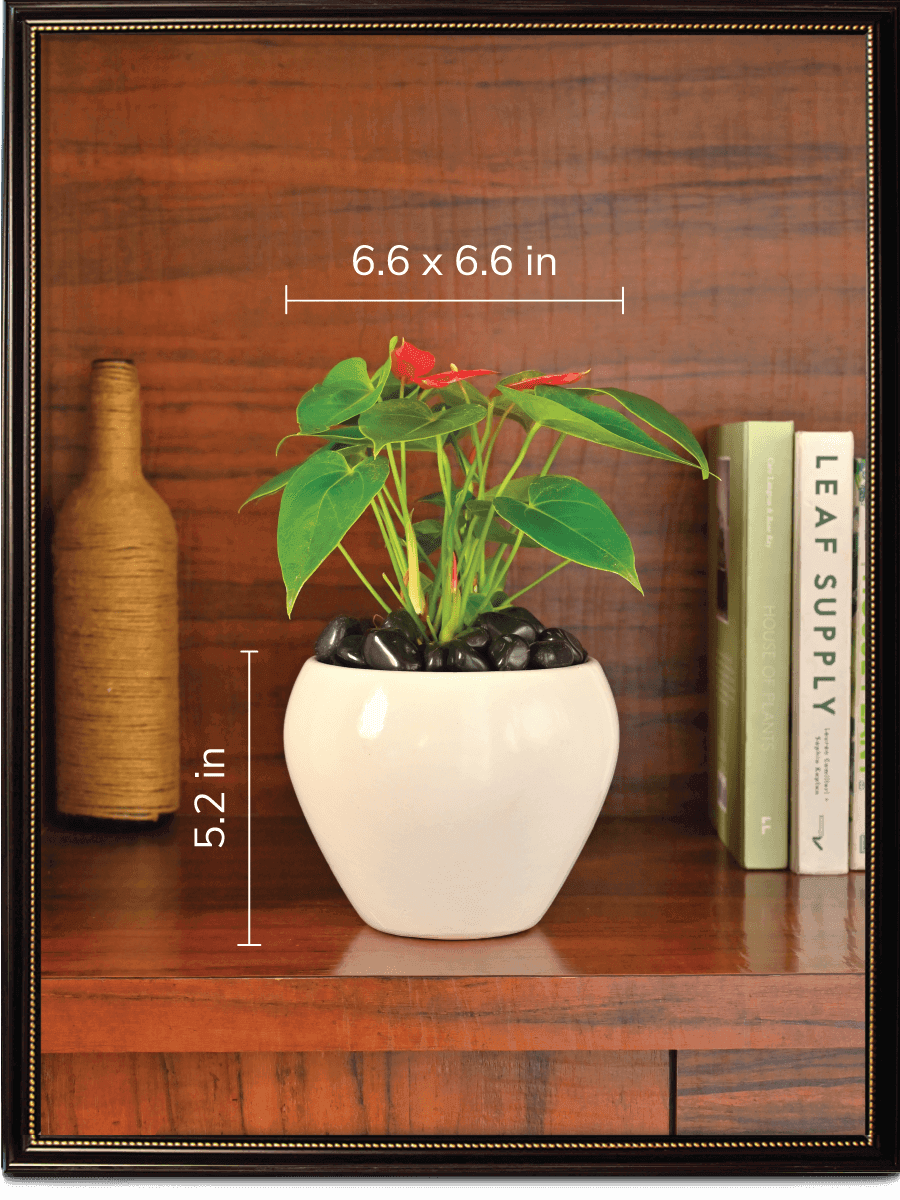 Apple Ceramic Pot | Mutiple Colors