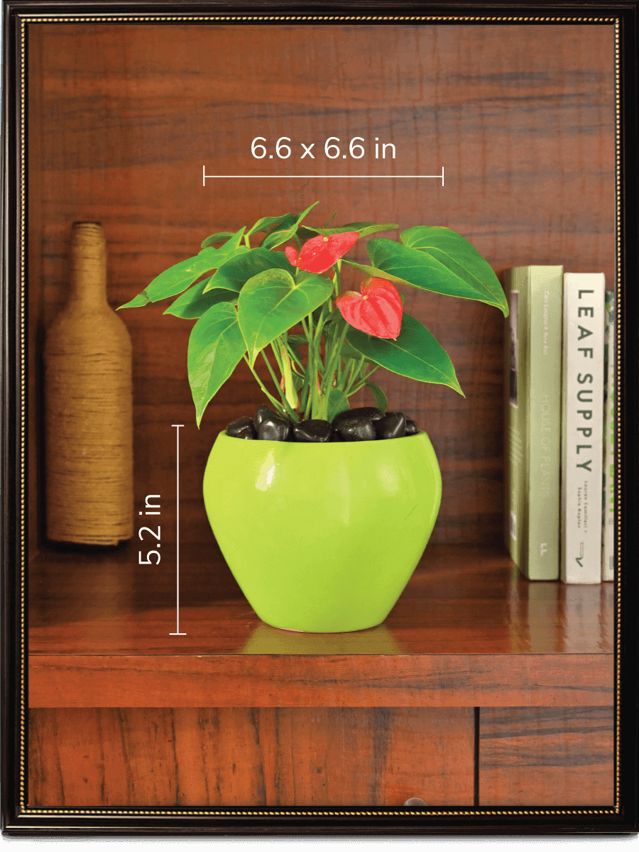 Apple Ceramic Pot | Mutiple Colors