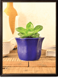 Star Dark Ceramic Pot | Ugaoo | Multiple Colors