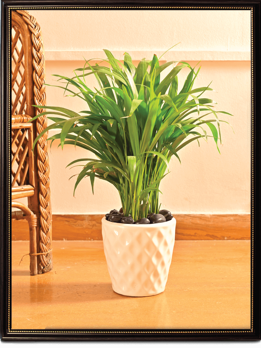 Argyle Ceramic Pot |  Multiple Colors