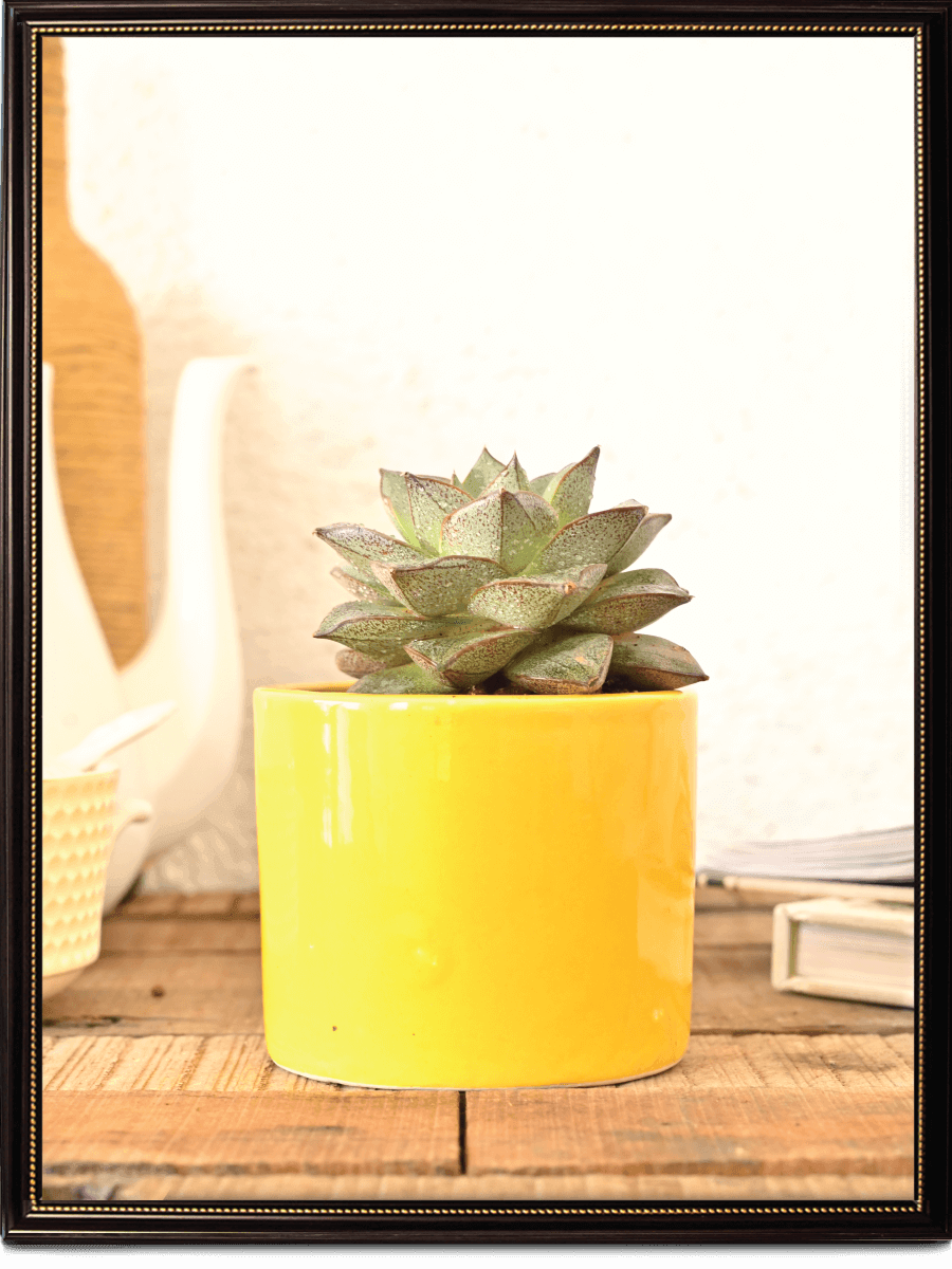 Pipe Ceramic Pot | Multiple Colors