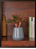 Tulip Fantasy Grey Ceramic Pot