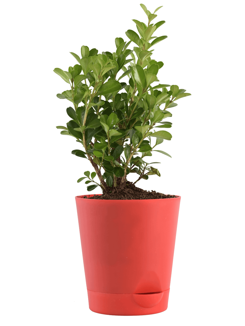 Boxwood Buxus Live Plant
