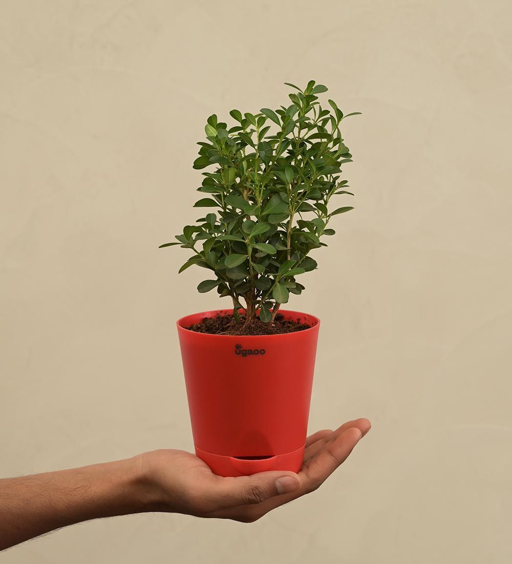 Boxwood Buxus Live Plant