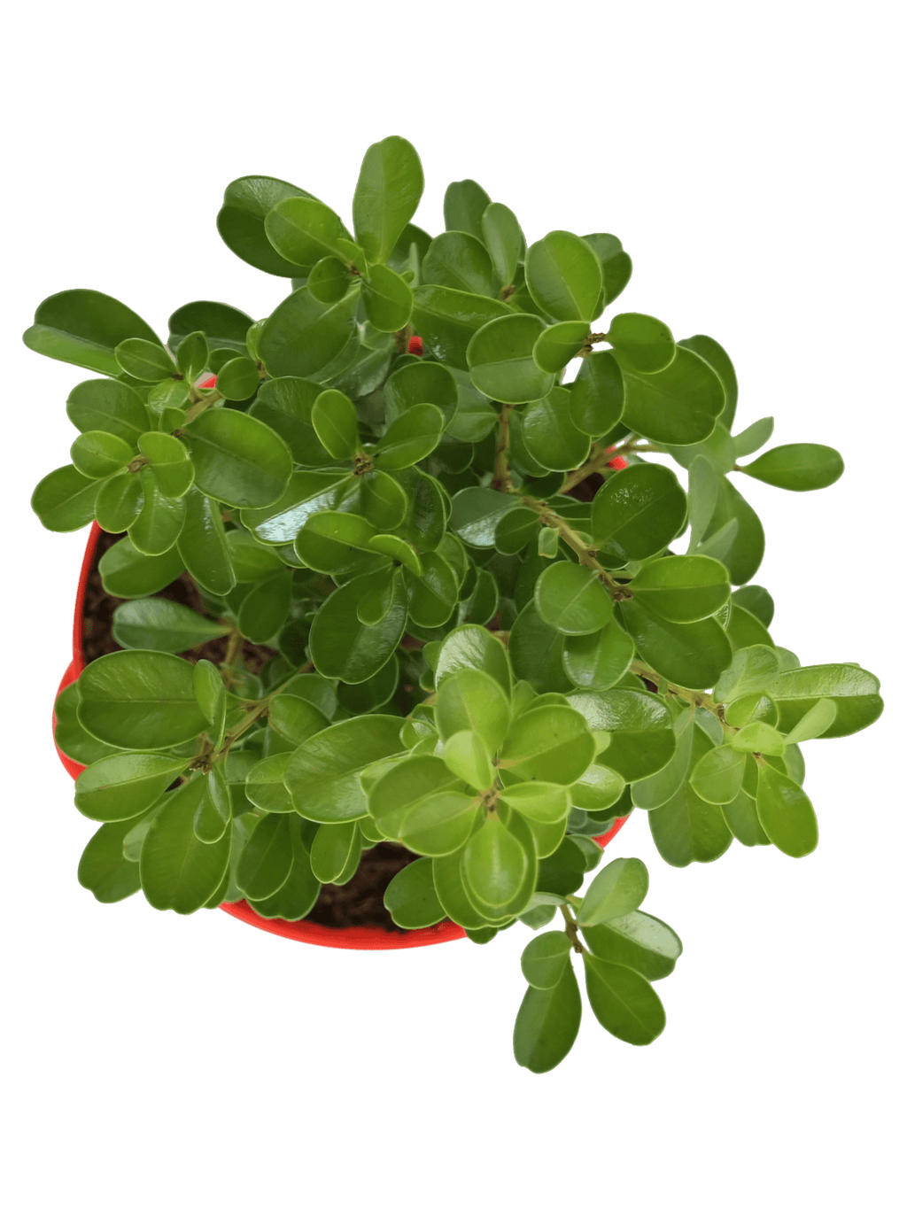 Boxwood Buxus Live Plant