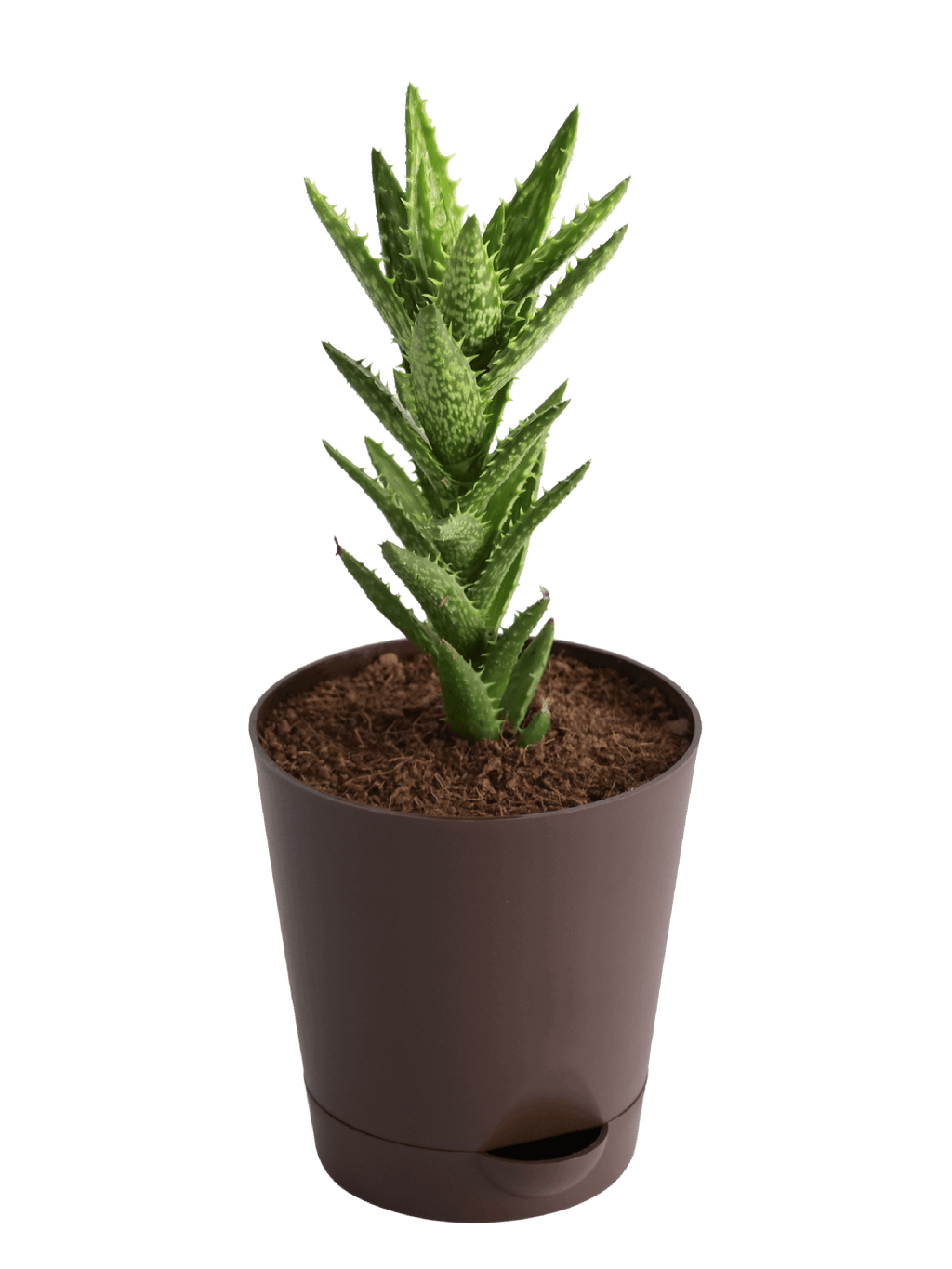 Aloe Juvenna Live Plant